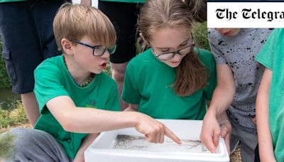 ‘We can’t just look after cuddly animals’: Why eels are becoming the new class pet