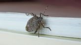 Stink Bugs Are Not Harmless — Here's How To Stop a Chemical Burn and Dispose of the Smelly Bug