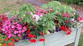 Parish council removes 'Cannabis' plants spotted in village floral display