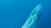 The 8th annual World Whale Festival taking place today | News, Sports, Jobs - Maui News