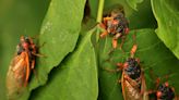 Cicadas 2024: This year's broods will make for rare event not seen in over 200 years