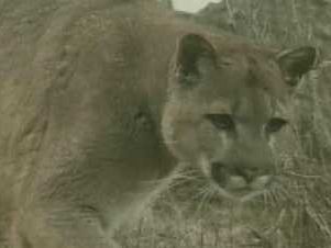 El Dorado County family raises concerns after a mountain lion jumped a fence and killed their dog