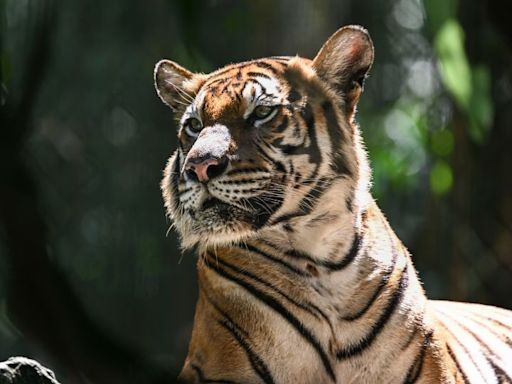 Malayan tiger teeters on ‘brink of extinction’ as spate of deaths sparks alarm