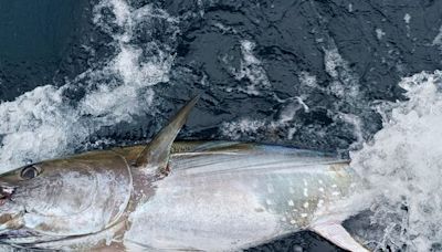 Donegal skipper who caught first tuna of 2024 nets two in two days