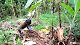 Aphids decimating famed Sirumalai hill banana to extinction