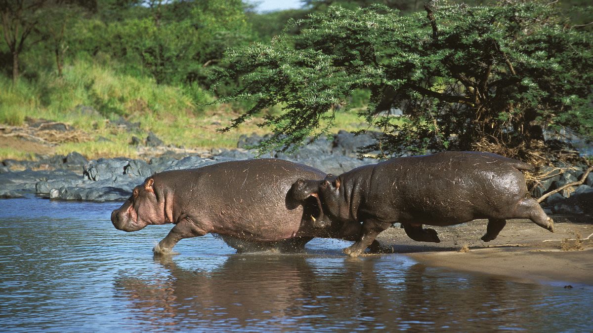 Hippos can fly, briefly