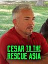 Cesar to the Rescue Asia