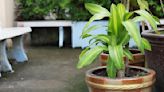 Respira profundo y aprende el truco para cuidar el palo de agua en esta temporada