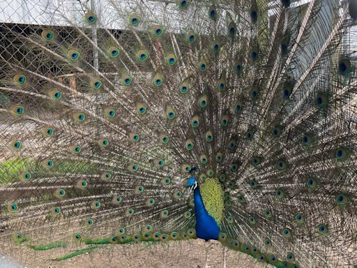 Waterford school raises funds to support Paulie the Peacock and family