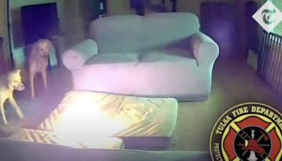 Watch: Dog sets house on fire by chewing on power bank