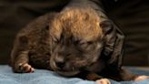 Mexican gray wolf packs grow with captive-born pups. Will it help the species survive?