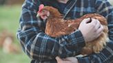American egg producer adopts new technology that could make culling obsolete: 'Someone has to move the needle'