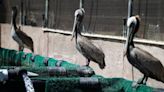 SLO County pelicans are starving. Pacific Wildlife Care is trying to save them