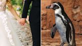 Groom Surprises Bride with Penguin Ring Bearer at Their Wedding — See the Adorable Video!