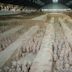 Terracotta Army