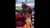 ‘Best last day on Earth.’ Dog owner documents pet’s final day in heartwarming TikTok