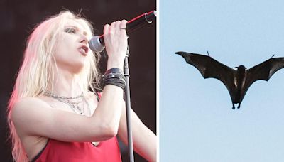 Taylor Momsen Reveals She's Getting Rabies Shots for 2 Weeks After Being Bitten by a Bat at Concert: Watch