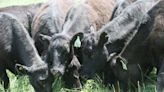 New anthrax case in North Dakota cattle brings number of infections this year up to 25