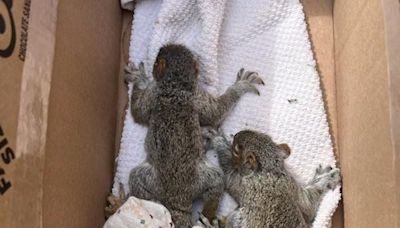 PICTURES: Homer Fire Chiefs save baby squirrels