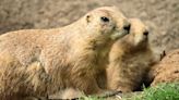 Prairie dogs will not return to the El Paso Zoo