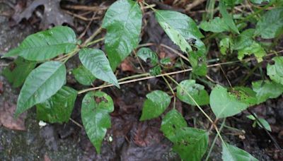 What does poison ivy look like? Here's a guide to help you spot poisonous plants