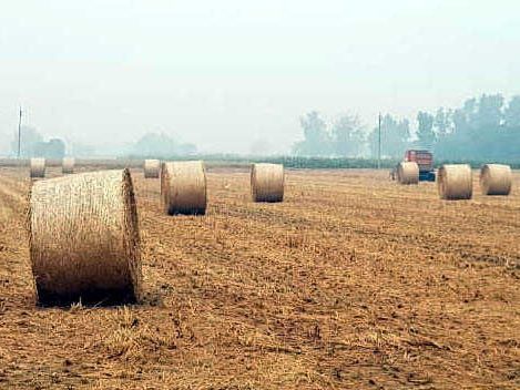 Patiala district looks for paddy management solutions before harvesting season