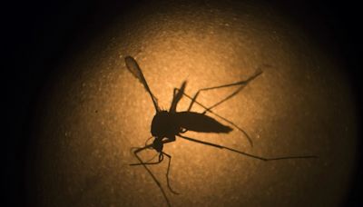 Brasil chega a 3 mil mortes confirmadas por dengue em 2024