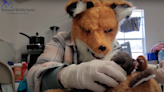 Wildlife care staff wear fox masks to care for orphaned kit