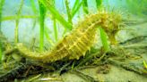 Studland Bay: Eco-moorings to protect seahorses set to double