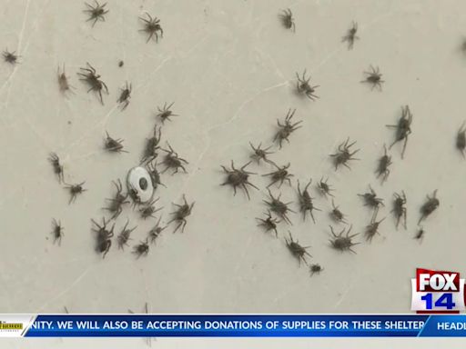 Rayville pest control company shares information on identifying spiders