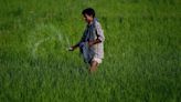 Fertiliser stocks see strong profit booking after Union budget raises allocation for rural development