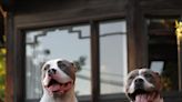 Florida’s Updated ‘Dangerous Dogs’ Law Prohibits Municipal Bans on Pit Bulls