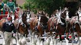 Budweiser Clydesdales visit Lexington for parade