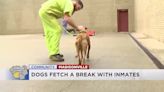 Humane society dogs fetch a break with inmates at Hopkins Co. Jail