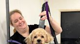 At Daffodil Hill Grooming, Rachel Bice offers personal care to one pooch at a time