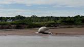 ‘I’ve never seen anything like it’: Dead humpback whale washed up on N.S. shore | Globalnews.ca