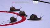 No comment : un championnat mondial de course d'escargot en Angleterre