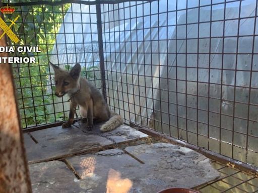 Liberan un zorro enjaulado y otros animales en una finca de O Rosal, Pontevedra, gracias a la colaboración ciudadana