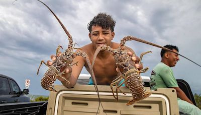 What to know as Florida's 2024 lobster mini-season set to start
