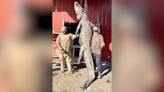 ‘Hunting something that hunts you back.’ Monster 12-foot alligator killed in SC. Take a look