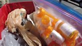 National Prescription Drug Take Back Day draws ISU student volunteers