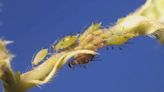 Aphid explosion in Alberta creates sticky situation | Globalnews.ca