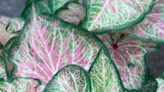 Enliven your Mother's Day gifting with Florida-bred caladiums