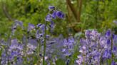 英國藍鈴花數量居全球之冠 春季盛開如鋪上「藍地毯」