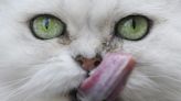 Siete gatos persas de Florida herederos de su antigua dueña ya tienen nuevos hogares