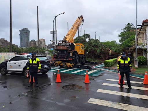 颱風凱米來襲、西區審計新村老榕樹傾倒壓車｜一分警即時處置 | 蕃新聞