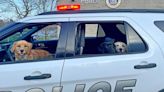 SUNY Plattsburgh University Police adds new therapy dogs to its roster