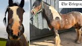 Police launch investigation after horse found dead and mutilated in field