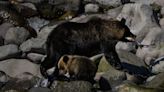 Karate practitioner fends off charging bear in Japan