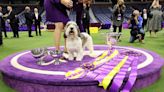 What channel is the Westminster Dog Show on? TV schedule, live stream, times for 2024 competition | Sporting News